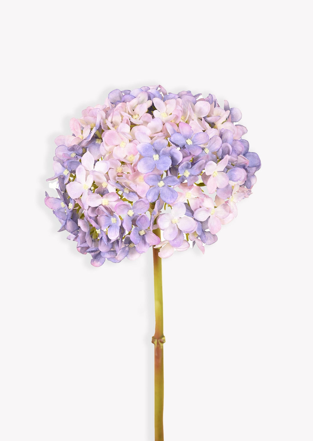 Light Pink and Blue Hydrangea