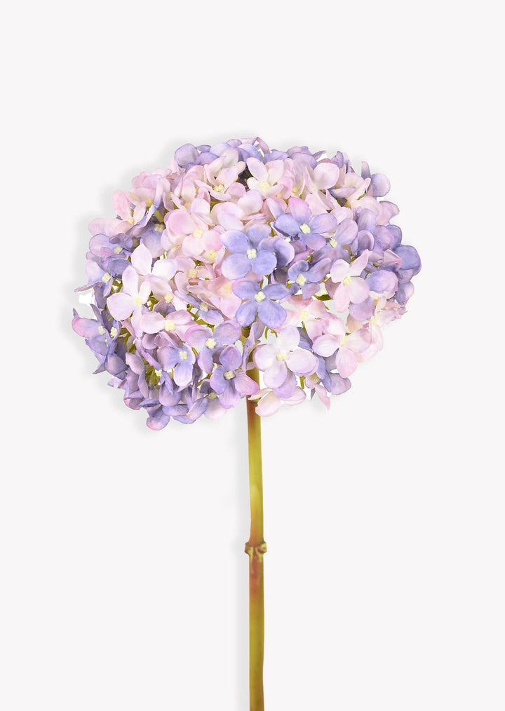 Light Pink and Blue Hydrangea