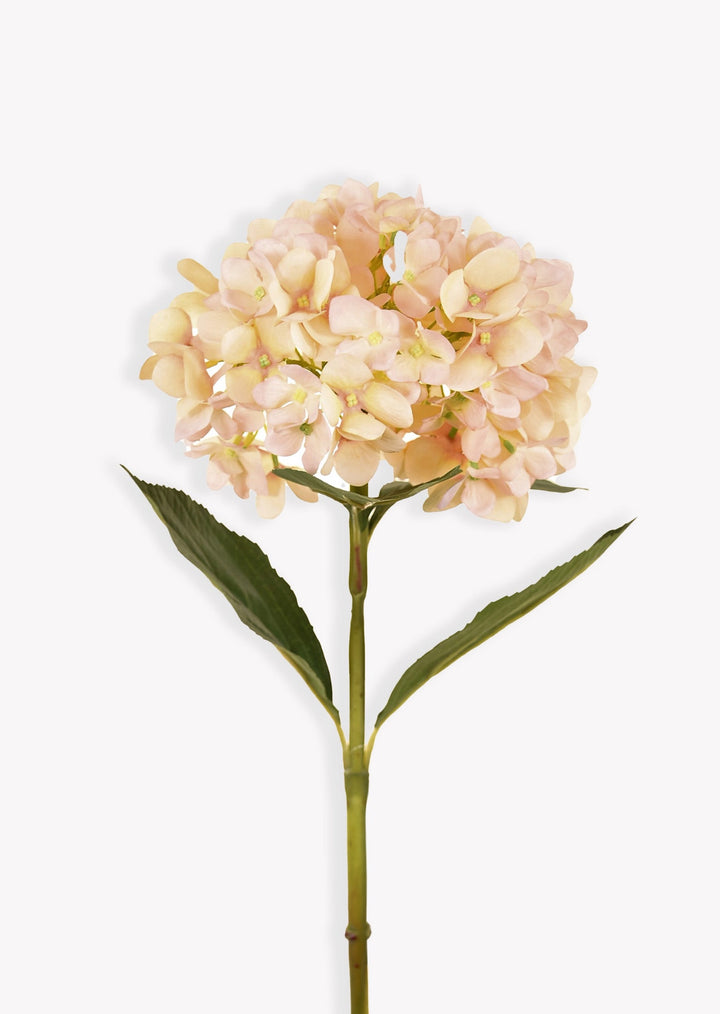 Peach Hydrangea