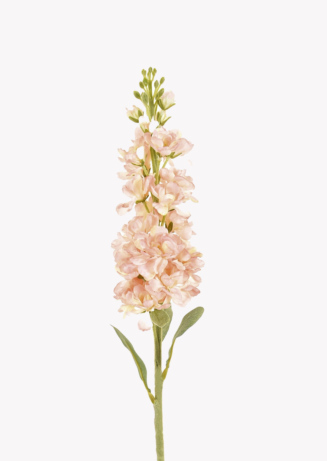 Peach Delphinium