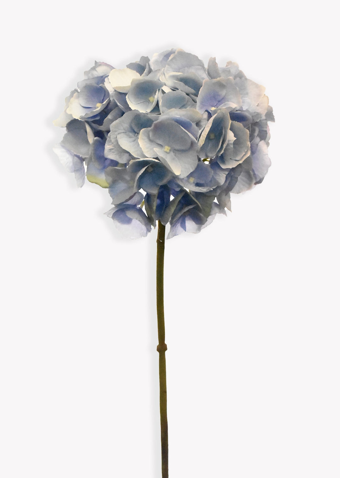 Blue Hydrangea